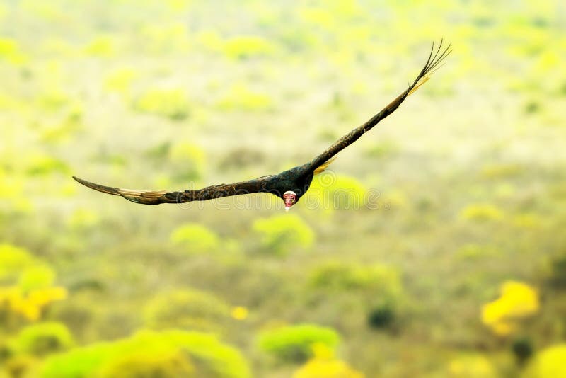Flying Black Vulture stock image. Image of bald, ornithology 61379337