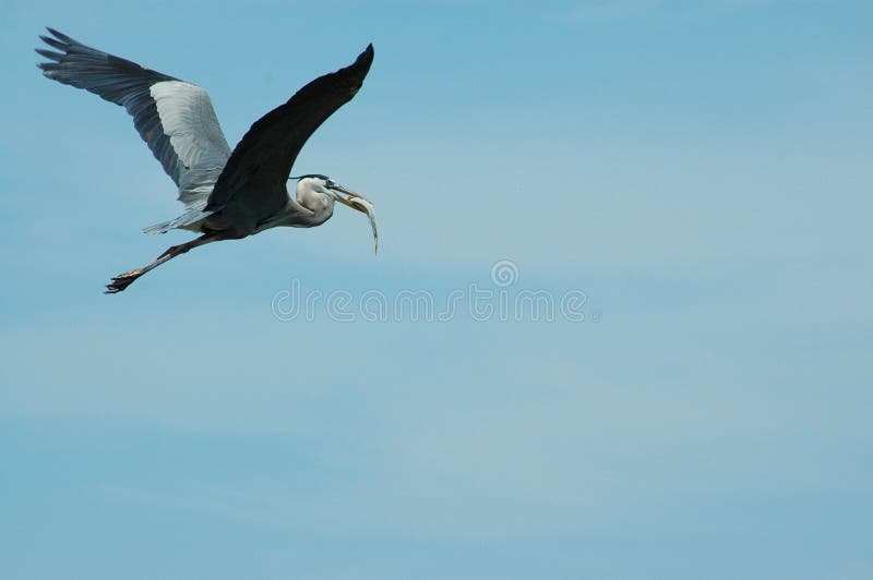 Flying blue heron with catch