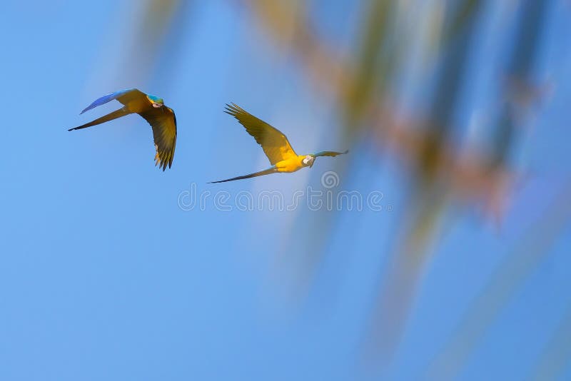 Flying Blue y loro amarillo del Macaw, Ara Ararauna, laguna Lagoa das Araras, Bom Jardim, Nobres, Mato Grosso, el Brasil de la pa foto de archivo libre de regalías Flying Blue y loro amarillo del Macaw, Ara Ararauna, laguna Lagoa das Araras, Bom Jardim, Nobres, Mato Grosso, el Brasil de la pa foto de archivo libre de regalías