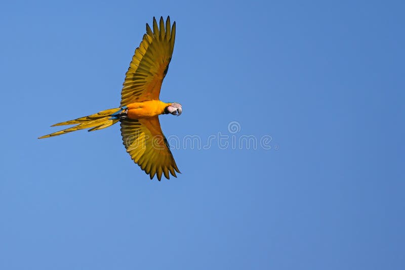 Flying Blue And Yellow Macaw parrot, Ara Ararauna, palm lagoon Lagoa das Araras, Bom Jardim, Nobres, Mato Grosso, Brazil stock image Flying Blue And Yellow Macaw parrot, Ara Ararauna, palm lagoon Lagoa das Araras, Bom Jardim, Nobres, Mato Grosso, Brazil stock image