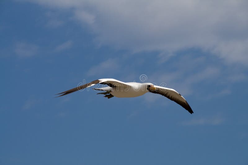 Flying boobie