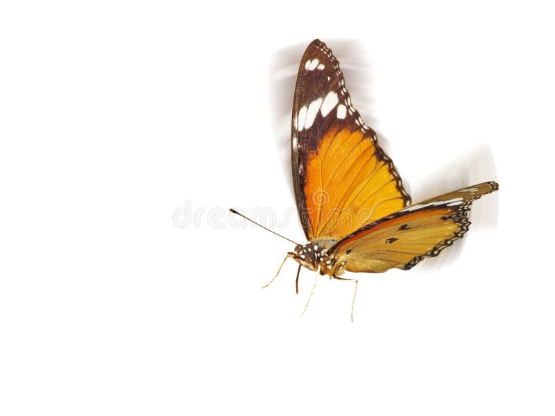 Volador naranja el virrey mariposa en blanco.