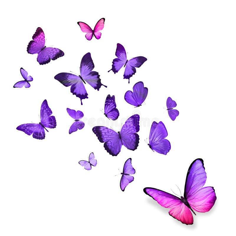 Purple Flying Butterfly Isolated On White Stock Photo 1111224140