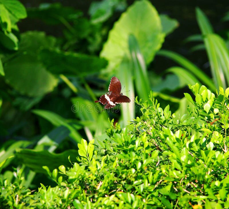 Flying Butterfly Over Plants in the Summer Garden Stock Photo Image
