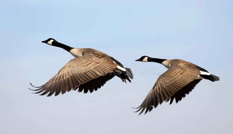 Volo di oche del Canada contro un cielo blu di sfondo.