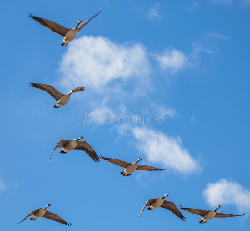 About those geese: Is that a skein or a flock?