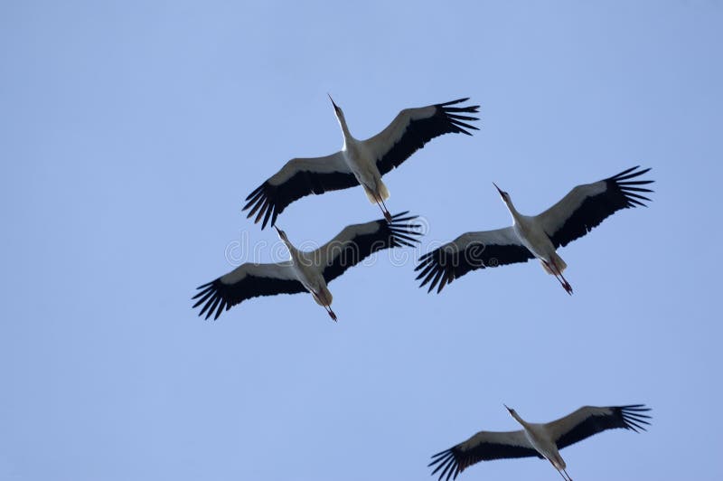 Flying of cranes