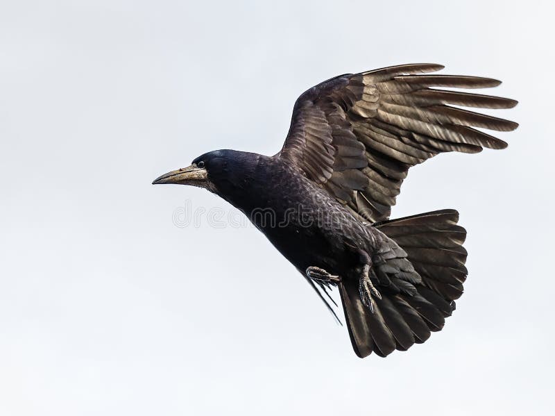 Z černý vrána létání rozšířit křídla.