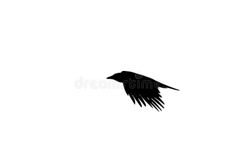 Flying Crow Silhouette Isolated on White Stock Photo - Image of ...