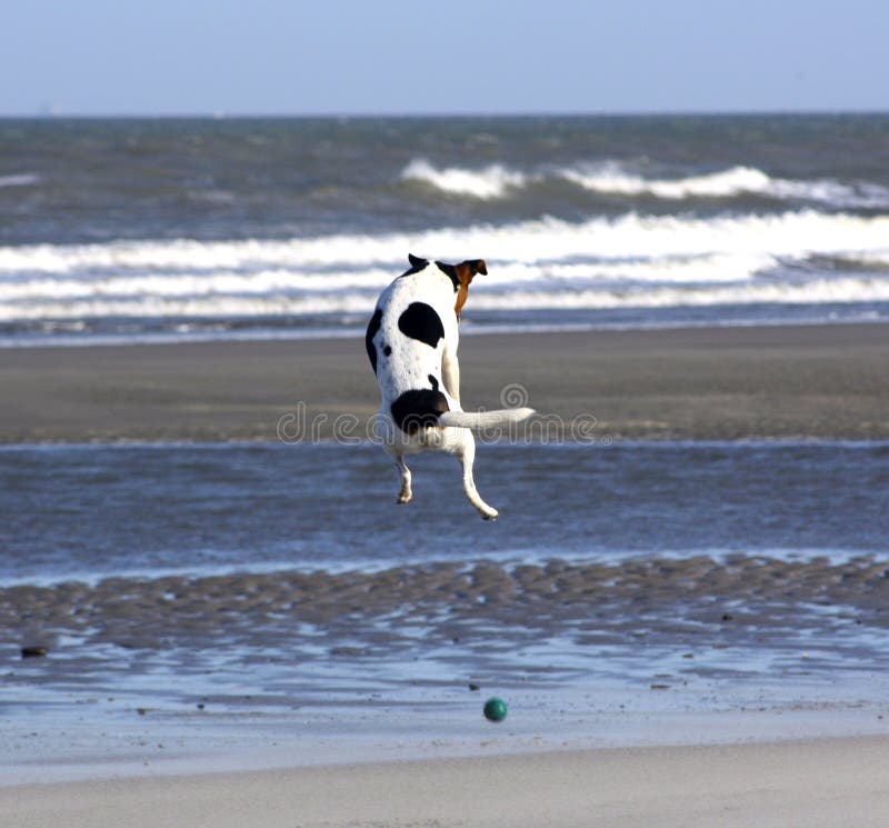 Flying dog stock image. Image of domestic, playing, jumping 6731403