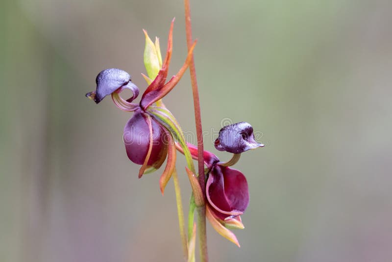 Duck Flower - EndLocalHunger - Photography, Flowers, Plants, & Trees,  Flowers, Flowers I-Z, Orchids - ArtPal