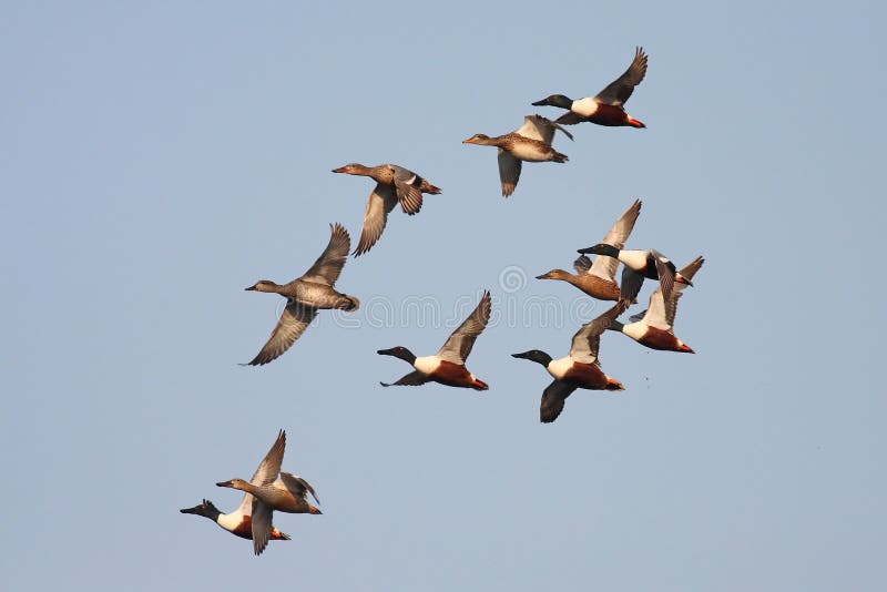 Flying ducks