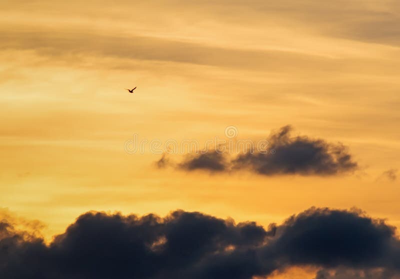 Flying at dusk stock image