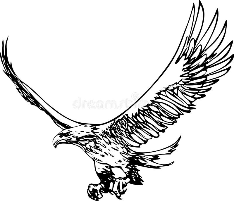 Ilustraciones de volador águila.