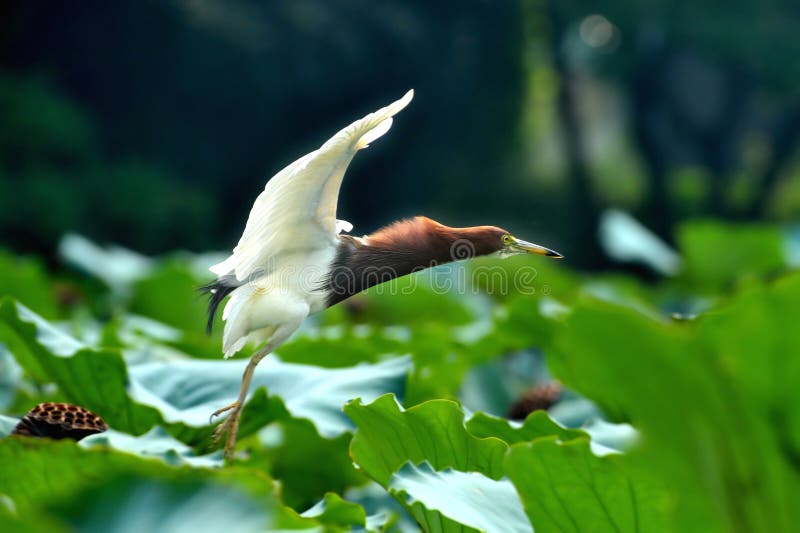 Flying egret bird landing