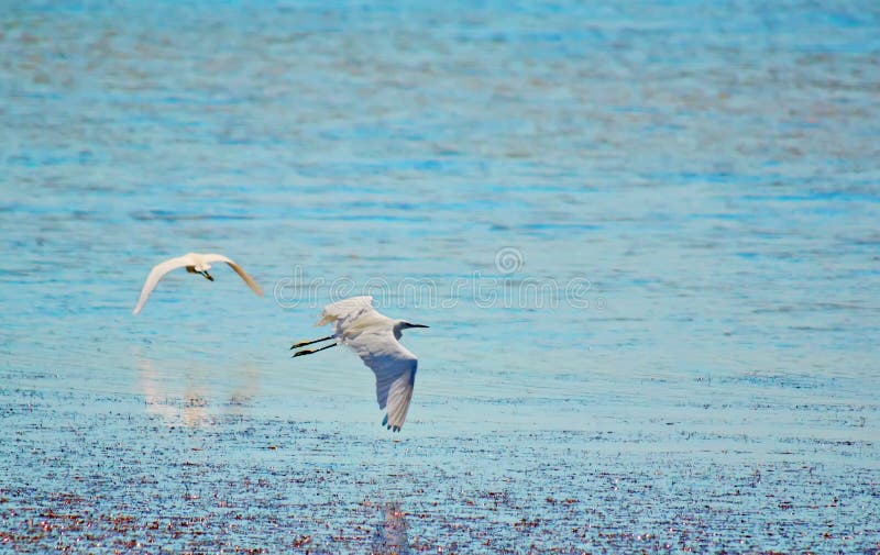 Flying egrets stock photo