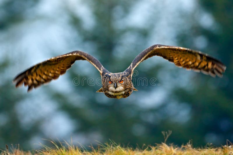 Flying Eurasian Eagle owl with open wings with snow flake in snowy forest during cold winter. Action wildlife scene from nature. B