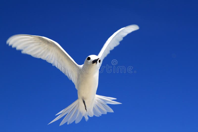 Flying Fairy Tern Bird stock photos Flying Fairy Tern Bird stock photos