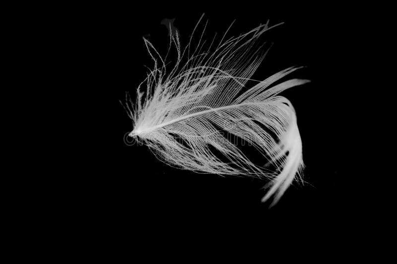 Flying feather stock photo. Image of delicate, blue, object 18871824