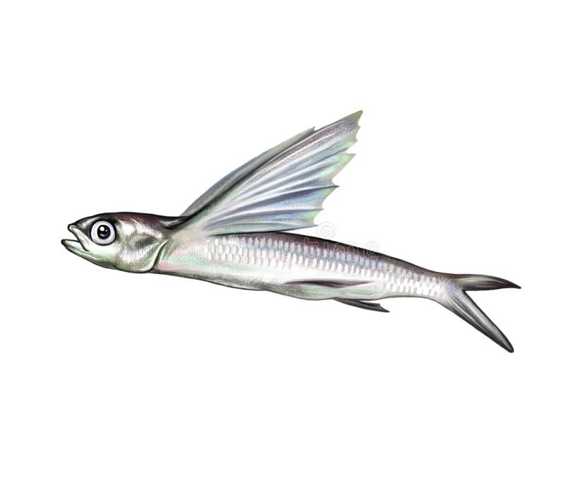 Flying fish Exocoetidae stock illustration. Illustration of flyingfish -  182139517