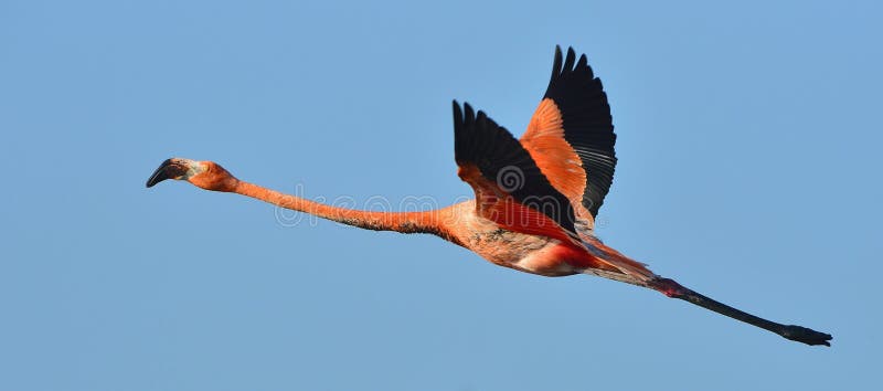 flying flamingo cartoon flying flamingo cartoon