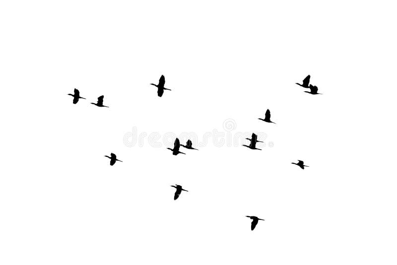 Flying of flock birds silhouette on white background. royalty free stock photography