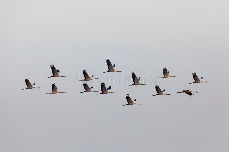 Flying flock Common Crane, Hortobagy Hungary