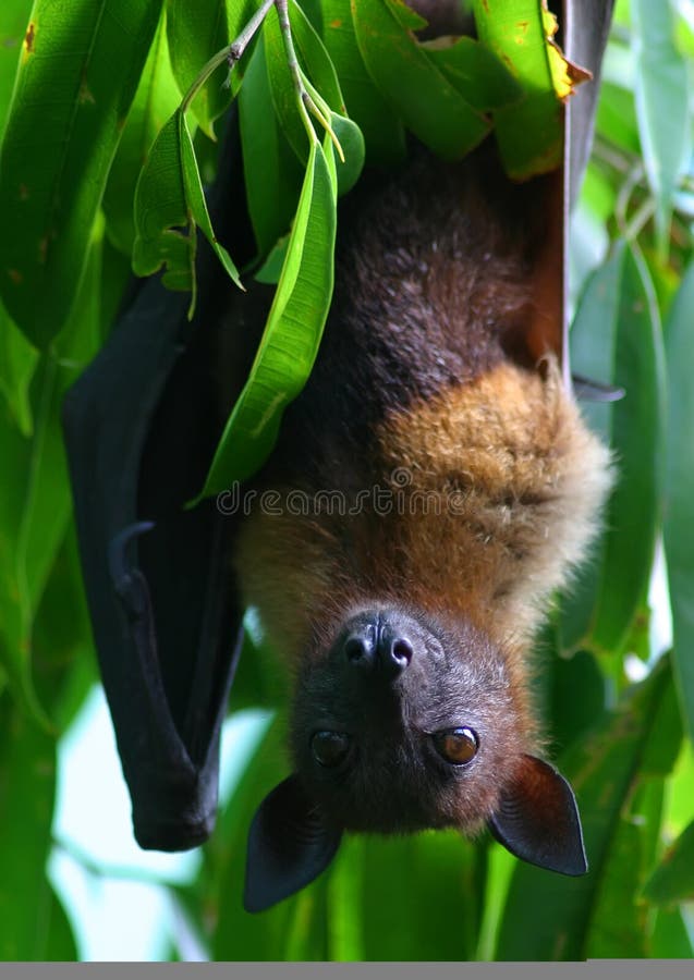 Flying fox