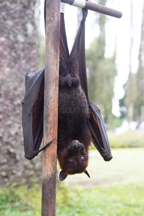 A Flying Fox Hangs Upside Down, Clutching a Tree with Its Claws Stock
