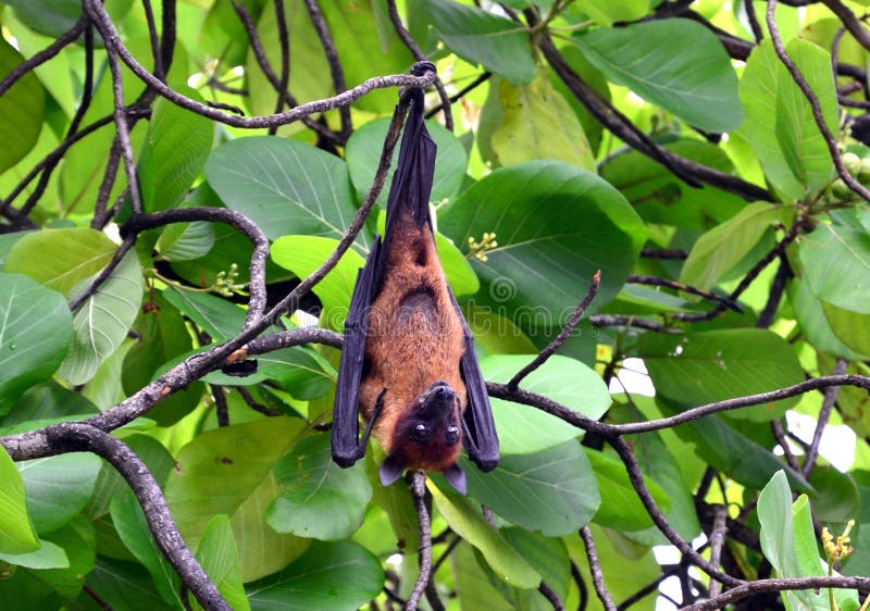 A Flying Fox Hangs Upside Down on a Tree Stock Photo Image of