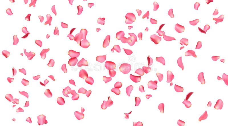 Fresh Pink Rose Petal Isolated Stock Photo - Image of backdrop, valentine:  172551742