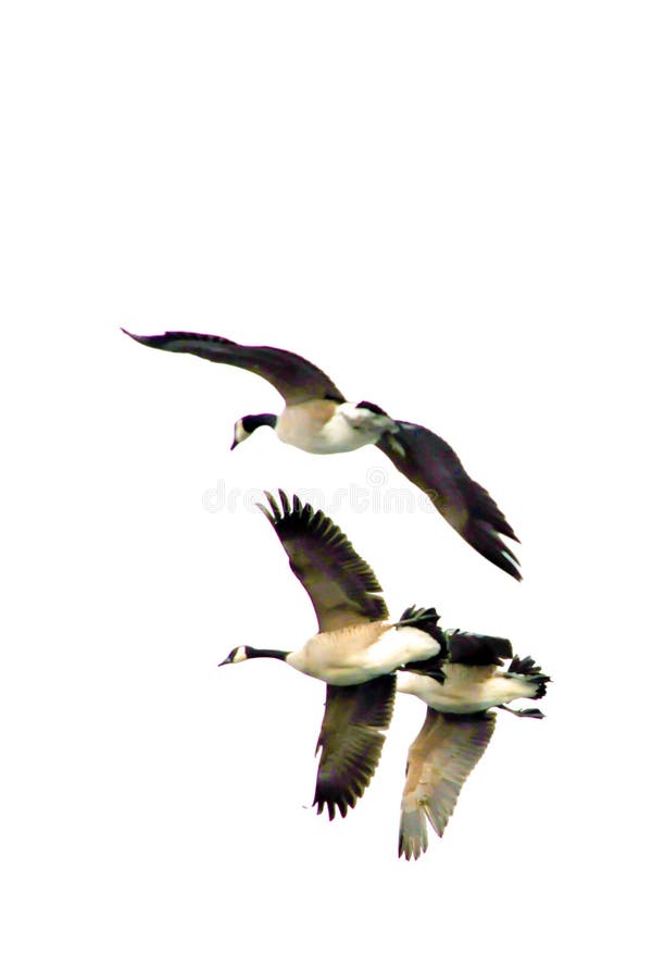 Flying Geese 2