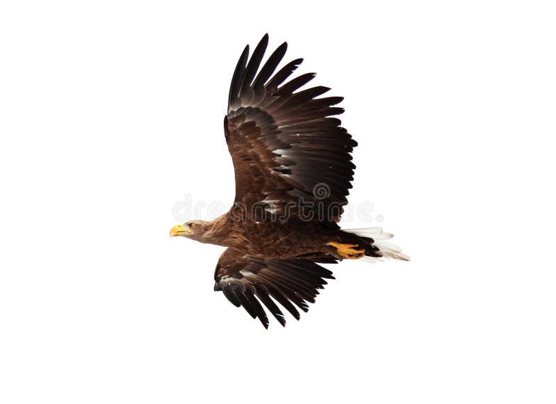 200+ Free Golden Eyes & Golden Eagle Images - Pixabay