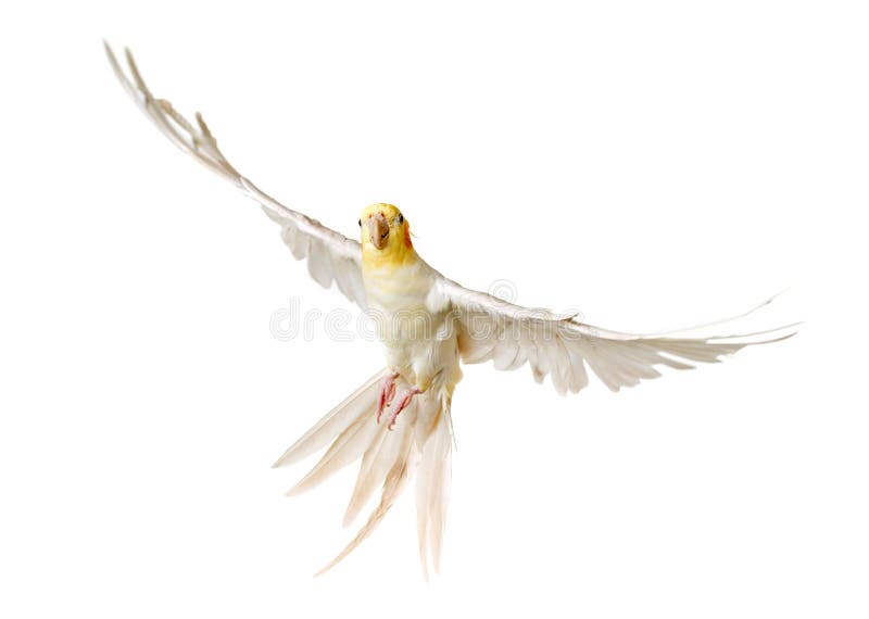 Flying gray cockatiel stock photo. Image of isolated 93598770