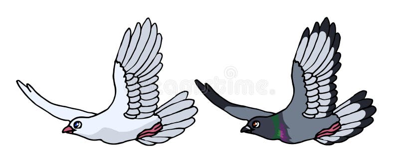 Flying gray pigeon and white dove royalty free illustration