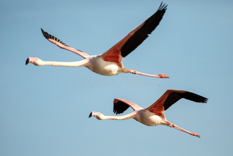 Flying Greater Flamingo Phoenicopterus Roseus, Camargue, France, Pink Bird  on the Blue Sky. Action Wildlife Scene from Nature Stock Image - Image of  african, birds: 177207093