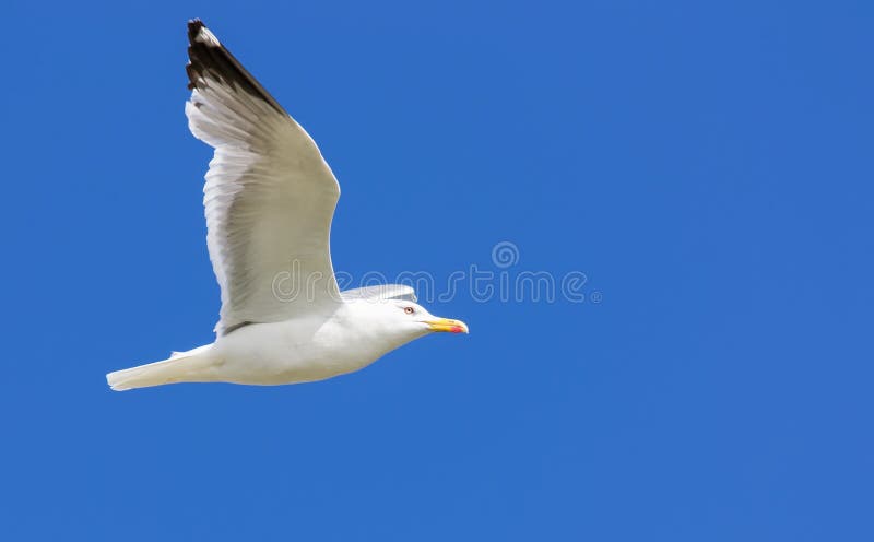 Flying gull royalty free stock photography