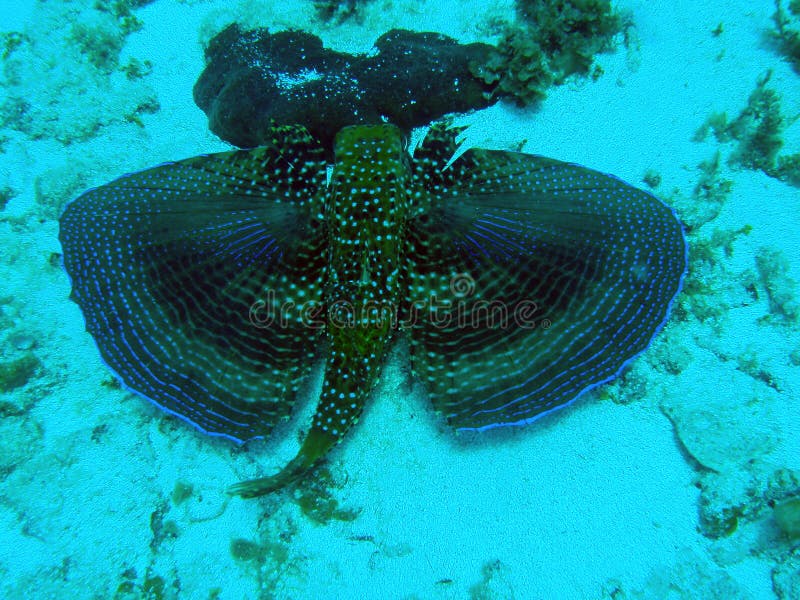 Flying gurnard