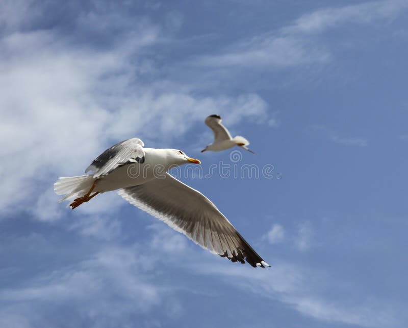 Flying herring gull stock image. Image of gull, blue 13995829