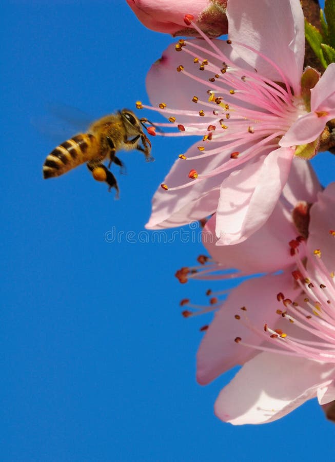 Volador miel de abeja en rosa durazno flores.