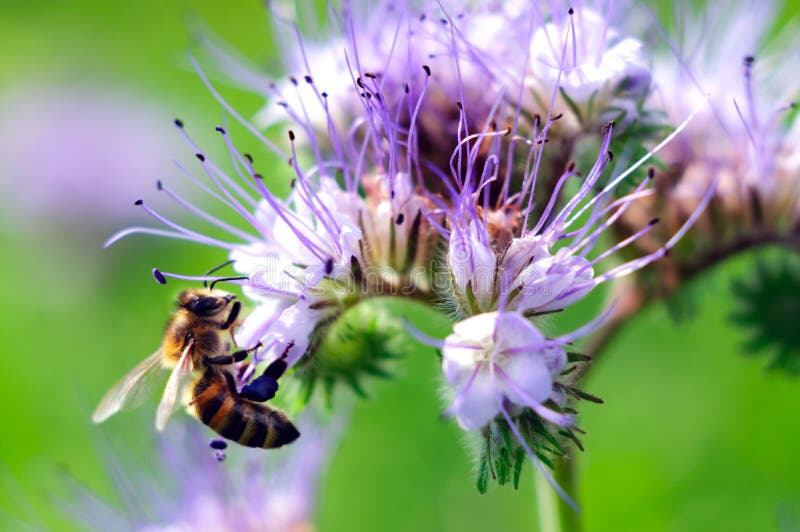 Flying honeybee near purple flower