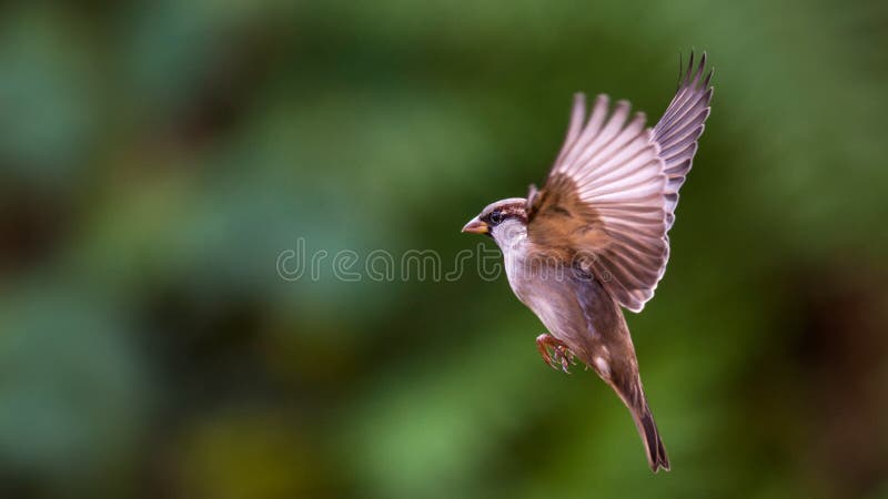 Lietanie Sparrow s otvorenými krídlami.