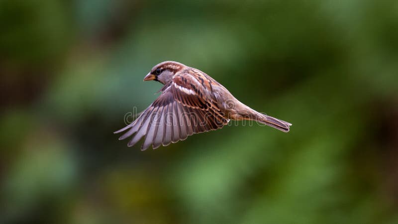 Lietanie Sparrow s otvorenými krídlami.