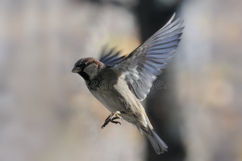 Flying House Sparrow