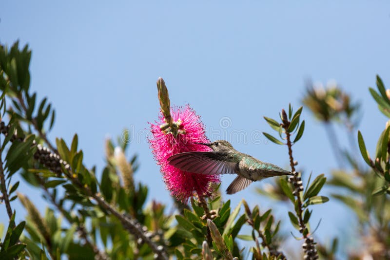 Flying Hummingbird Feeding on Pink Bottle Brush Tree Blossoms Stock