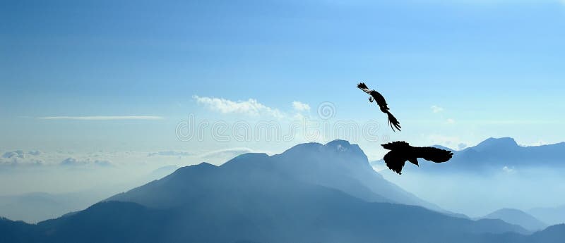 Flying jackdaws