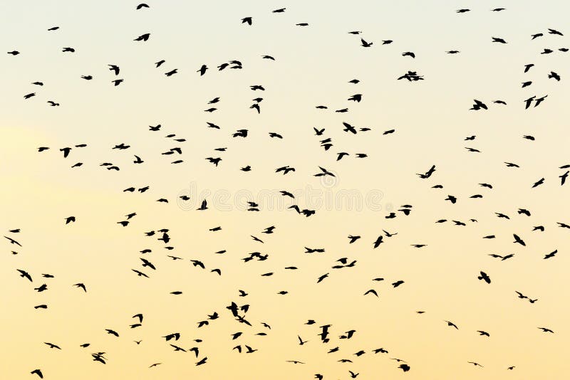 Flying Jackdaws in silhouettes