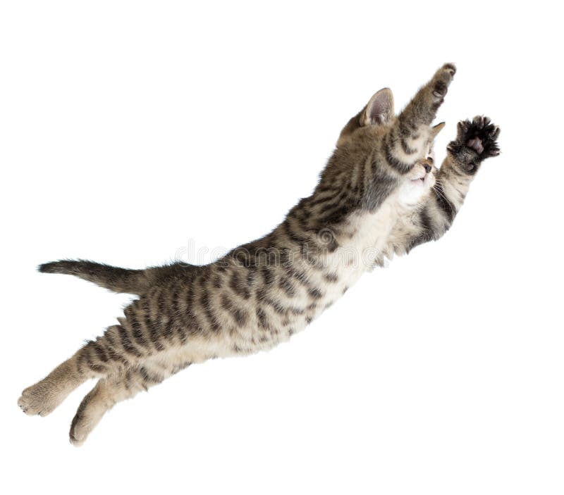 Flying or jumping kitten cat isolated