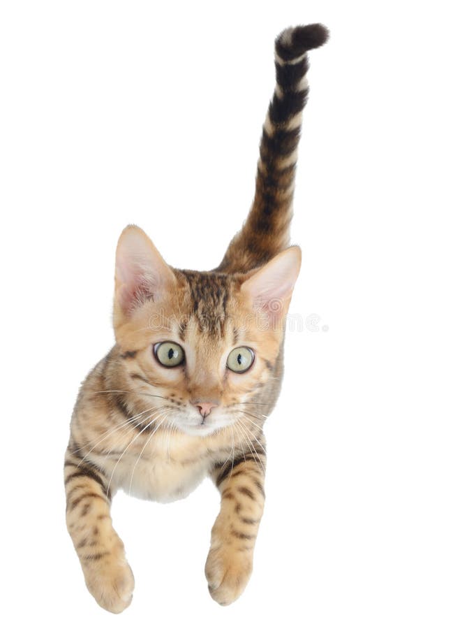 Flying or jumping kitten cat
