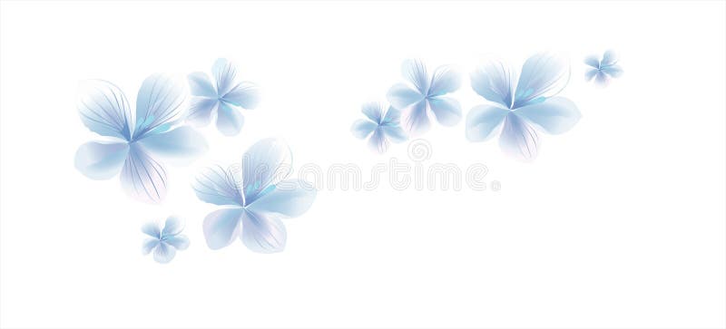 Flying light Blue White flowers on White background. Apple-tree flowers. Cherry blossom. Vector EPS 10 cmyk royalty free illustration Flying light Blue White flowers on White background. Apple-tree flowers. Cherry blossom. Vector EPS 10 cmyk royalty free illustration